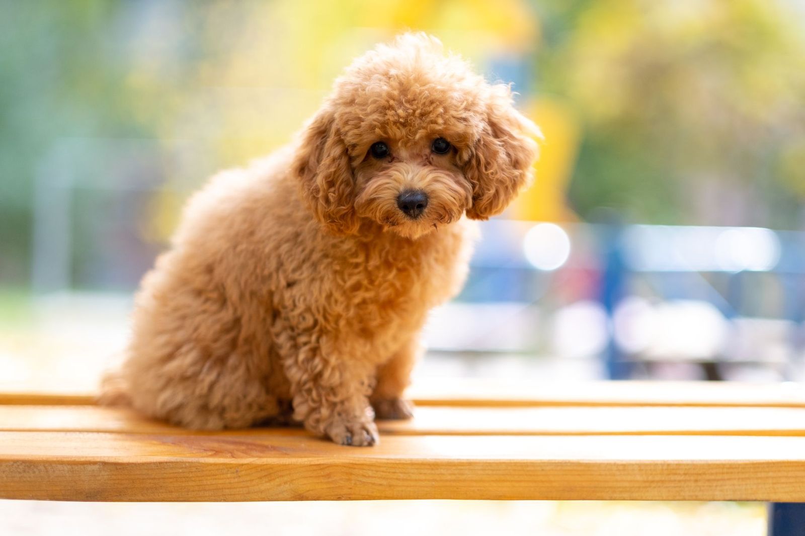 Vachtwissel bij de toypoedel: van puppyvacht naar volwassen vacht